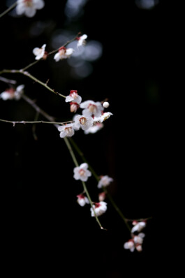  Katia Marielle Labèque