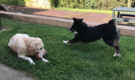 Katia Marielle Labèque