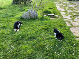 Katia Marielle Labèque